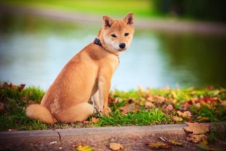Young shiba inu sits in green gardenの写真素材