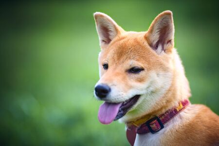 Young Shiba Inuの写真素材