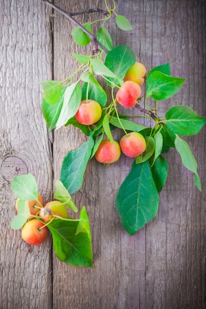 Branch with apples on a wooden boardの写真素材
