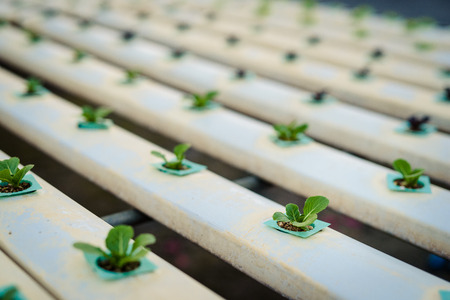 transplanted into a soilless culture system ,Selective focusの写真素材