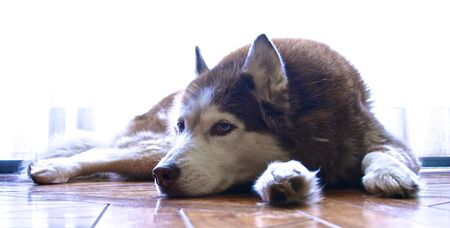 Huskyの写真素材
