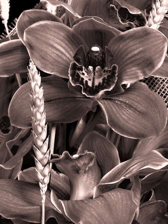Sepia close up of orchids and wheat spokesの写真素材