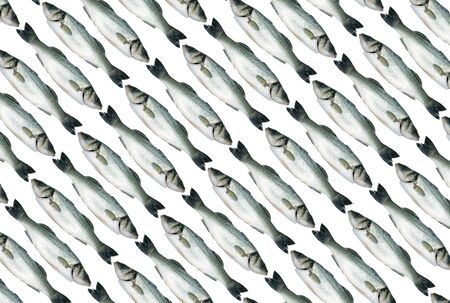 Background made of sea-bass isolated over white の写真素材