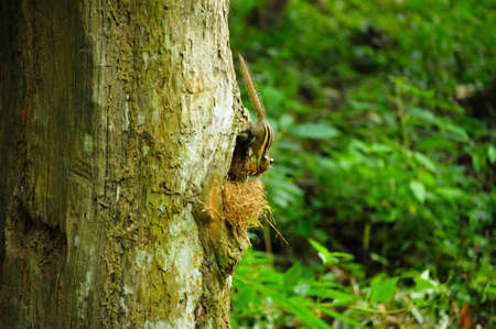 Squirrel , Thailandの写真素材