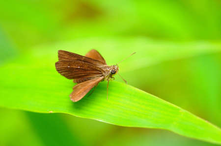 Butterfly , Thailandの写真素材