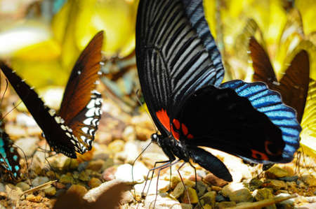 Butterfly , Thailandの写真素材