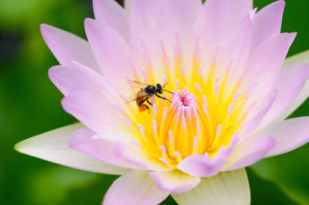 Lotus & Bee