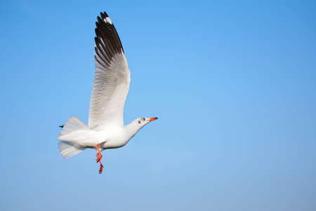 Seagull at Bangpoo Thailandの写真素材