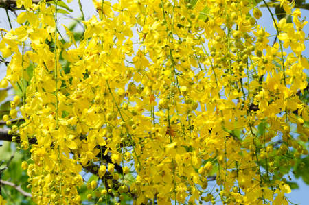 Cassia fistulaの写真素材