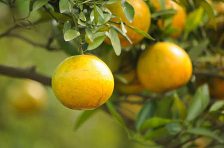 oranges on a treeの写真素材
