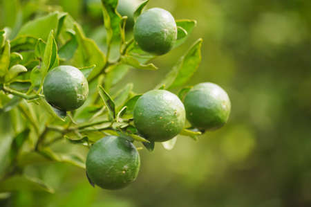 oranges on a treeの写真素材