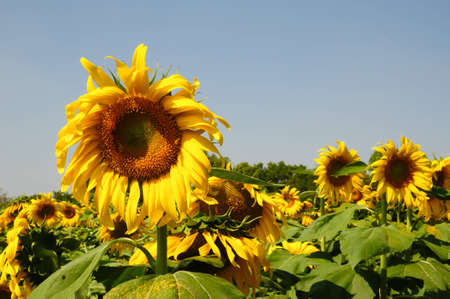 Sunflowerの写真素材