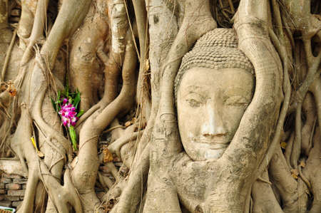 the head of the sandstone buddha image in roots of bodhi tree, Ayutthaya,Thailandの写真素材