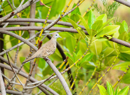 Zebra Dove, Barred ground Doveの写真素材