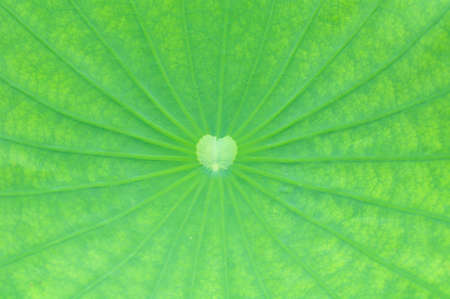 Texture of Lotus leafの写真素材
