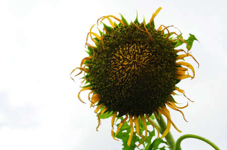 The wilted sunflowerの写真素材