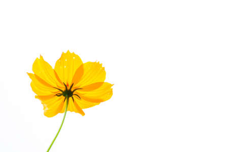 Yellow flowersの写真素材