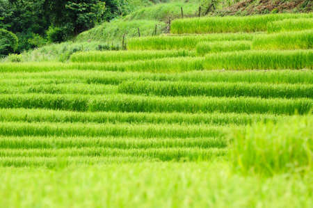 Green rice field in Thailandの写真素材