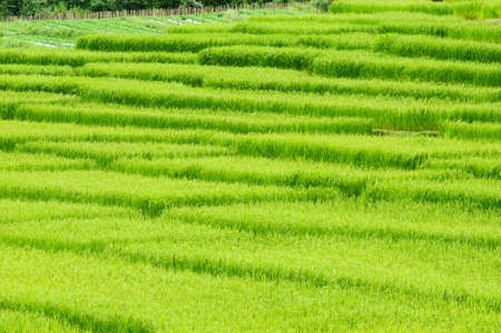 Green rice field in Thailandの写真素材