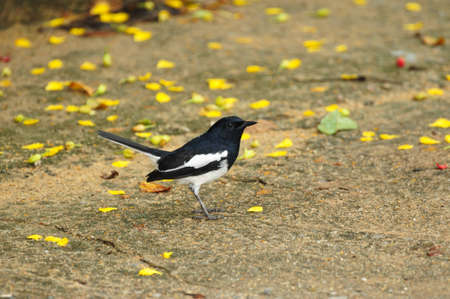 Magpie Robinの写真素材