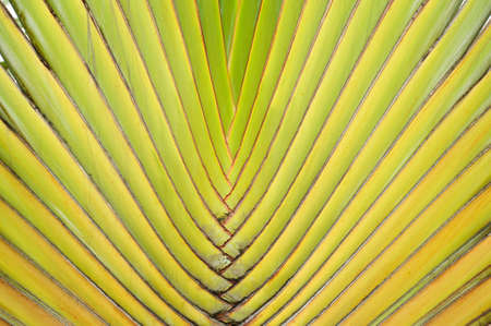 texture of thai banana stemの写真素材