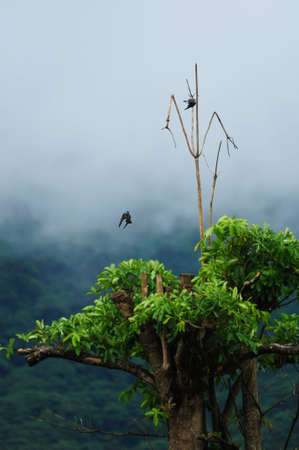 tree and birdsの写真素材