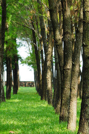 green parkの写真素材