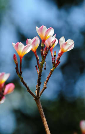 Plumeria (frangipani)の写真素材