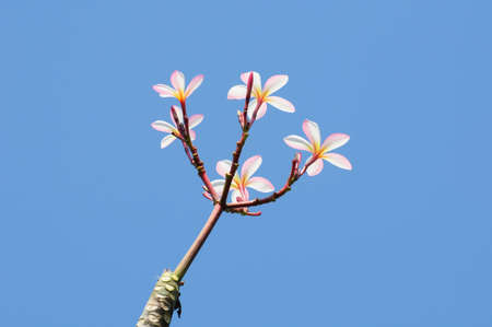 beautiful pink plumeria on treeの写真素材
