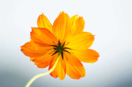flowerの写真素材