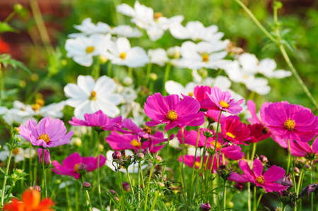 Pink Cosmos Flowersの写真素材