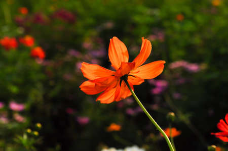 yellow cosmos flowerの写真素材