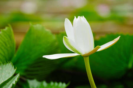 white lotus flowerの写真素材