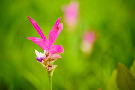 siam Tulip Flower in Thailandの写真素材
