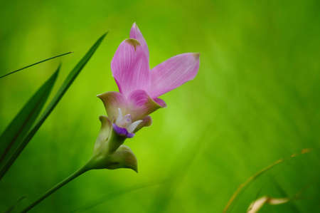 siam Tulip Flower in Thailandの写真素材