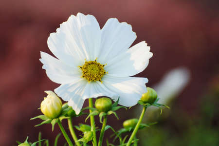 White Cosmosの写真素材