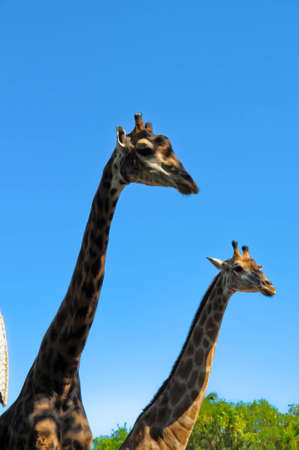 giraffeの写真素材