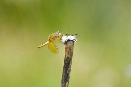 dragonfly on a branchの写真素材