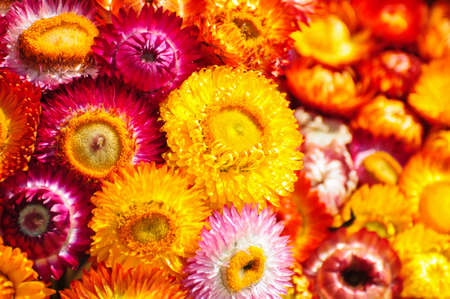 colorful flowersの写真素材