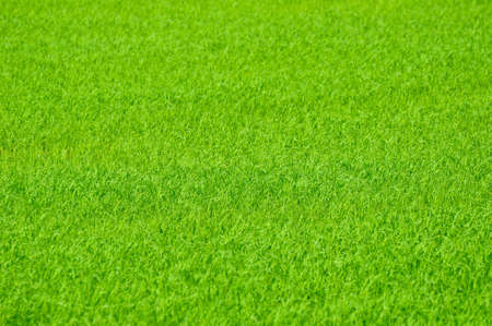 green field used to backgroundの写真素材