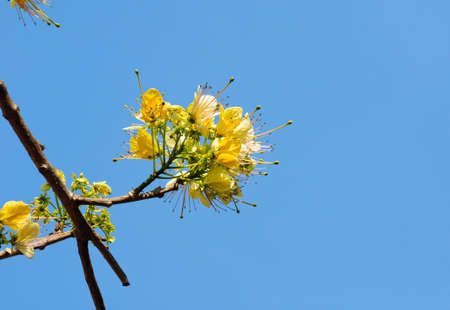 yellow flowerの写真素材