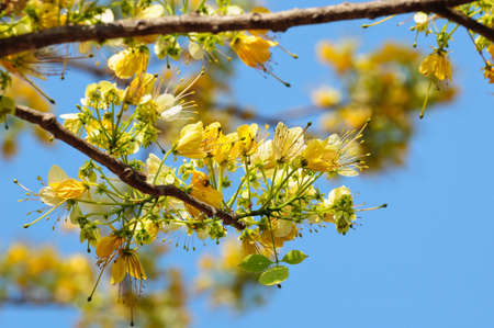 yellow flowerの写真素材