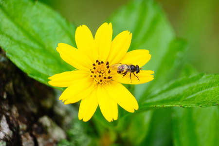 bee and flowerの写真素材