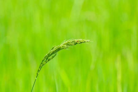 gren filed and grass flowerの写真素材