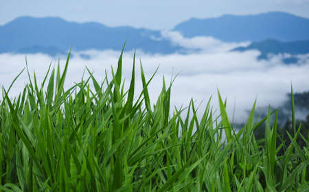 green grassの写真素材