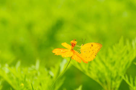 butterfly on yellow flowerの写真素材