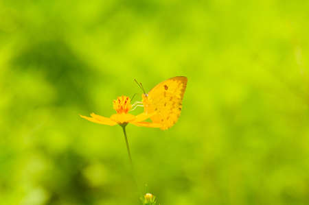 butterfly on yellow flowerの写真素材