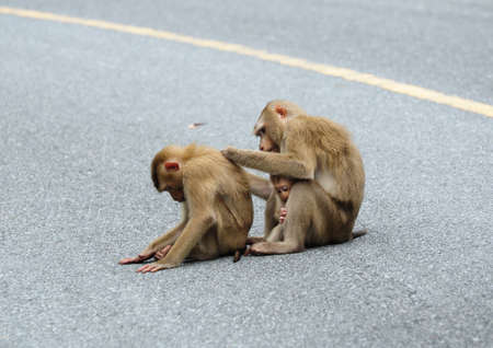 Family of Monkey at Khao Yai National Park, Thailandの写真素材
