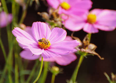 Cosmos Flowersの写真素材