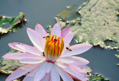 bees and pink lotus flowerの写真素材